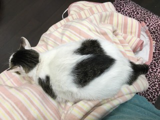 シャンくんとぬくぬく シャンくんとぬくぬく