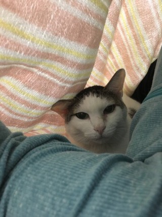 シャンくんとぬくぬく シャンくんとぬくぬく