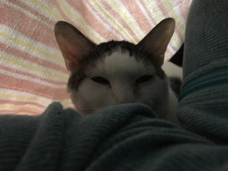 シャンくんとぬくぬく シャンくんとぬくぬく