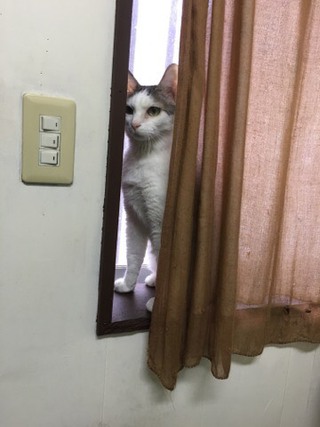 シャンくん ソワソワのわけ シャンくん ソワソワのわけ