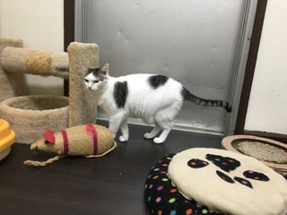 シャンくん ソワソワのわけ シャンくん ソワソワのわけ