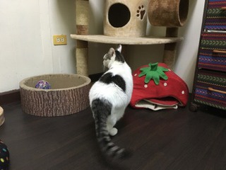 シャンくん ソワソワのわけ シャンくん ソワソワのわけ