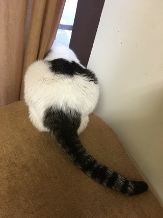 シャンくん ソワソワのわけ シャンくん ソワソワのわけ