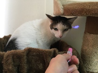 シャンくん 頭脳派!? シャンくん 頭脳派!?