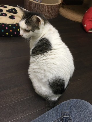 シャンくん 譲りましぇん!! シャンくん 譲りましぇん!!