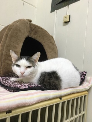 シャンくんでございます☆ シャンくんでございます☆