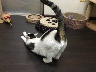 シャンくんでございます☆ シャンくんでございます☆