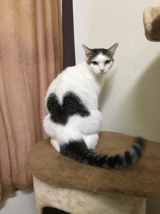 シャンくんでございます☆ シャンくんでございます☆