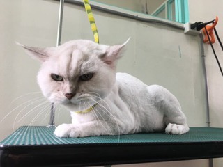 チンチラシルバー インディちゃん チンチラシルバー インディちゃん