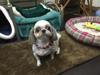 シーズー チーズちゃん シーズー チーズちゃん