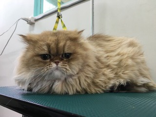 ペルシャ モージョーくん ペルシャ モージョーくん