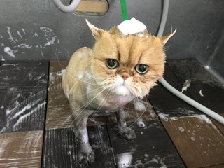ペルシャ モージョーくん ペルシャ モージョーくん