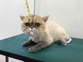 ペルシャ モージョーくん ペルシャ モージョーくん