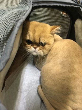 ペルシャ モージョーくん ペルシャ モージョーくん