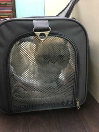 ペルシャ モージョーくん ペルシャ モージョーくん
