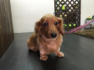 ダックスのチョコちゃん ダックスのチョコちゃん
