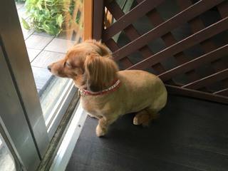 ダックスのチョコちゃん ダックスのチョコちゃん