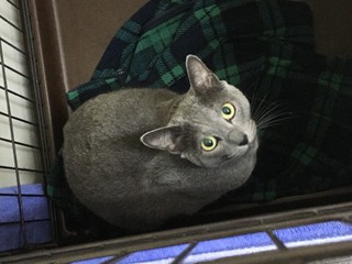 ロシアンブルー ハクちゃん ロシアンブルー ハクちゃん