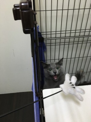 ロシアンブルー ハクちゃん ロシアンブルー ハクちゃん