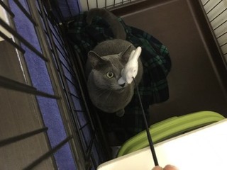 ロシアンブルー ハクちゃん ロシアンブルー ハクちゃん