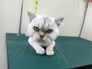 チンチラシルバー ランちゃん チンチラシルバー ランちゃん