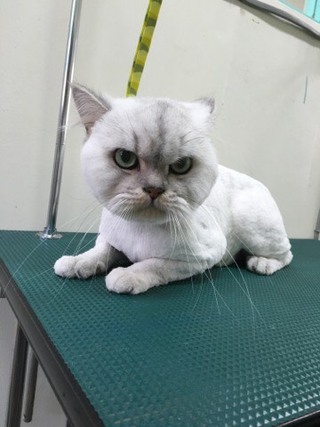 チンチラシルバー ランちゃん チンチラシルバー ランちゃん