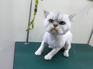 チンチラシルバー ランちゃん チンチラシルバー ランちゃん