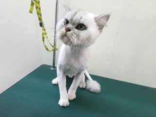 チンチラシルバー ランちゃん チンチラシルバー ランちゃん