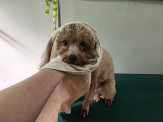 プードル リンちゃん プードル リンちゃん