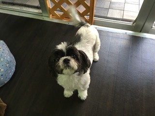 シーズーのモモちゃん シーズーのモモちゃん