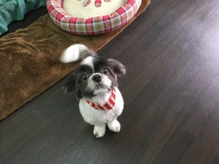 シーズーのモモちゃん シーズーのモモちゃん