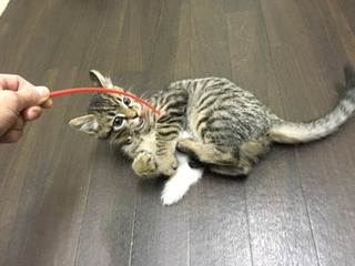 ザイオンくん&リリーちゃん お泊り最終日 ザイオンくん&リリーちゃん お泊り最終日
