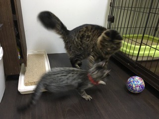 ザイオンくん&リリーちゃん お泊り最終日 ザイオンくん&リリーちゃん お泊り最終日