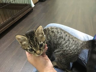 Zionくん Lilyちゃん 今日からお泊り Zionくん Lilyちゃん 今日からお泊り