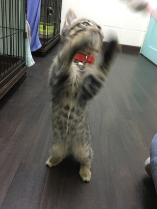 Zionくん Lilyちゃん 今日からお泊り Zionくん Lilyちゃん 今日からお泊り