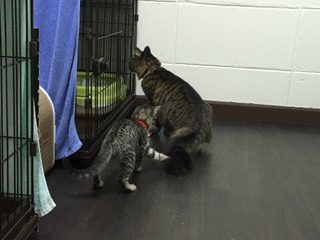 Zionくん Lilyちゃん 今日からお泊り Zionくん Lilyちゃん 今日からお泊り