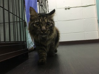 Zionくん Lilyちゃん 今日からお泊り Zionくん Lilyちゃん 今日からお泊り