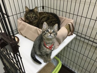 お泊りにゃん´S ザイオンくん&リリーちゃん お泊りにゃん´S ザイオンくん&リリーちゃん