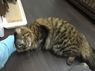 ザイオンくんとリリーちゃん お泊りにゃん´S ザイオンくんとリリーちゃん お泊りにゃん´S