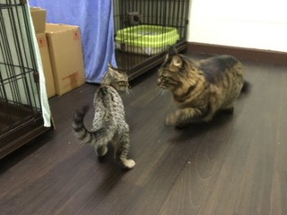 ザイオンくんとリリーちゃん お泊りにゃん´S ザイオンくんとリリーちゃん お泊りにゃん´S