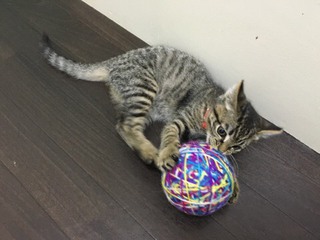今日もザイオンくんとリリーちゃん 今日もザイオンくんとリリーちゃん