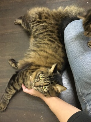 本日も登場 ザイオンくん&リリーちゃん 本日も登場 ザイオンくん&リリーちゃん