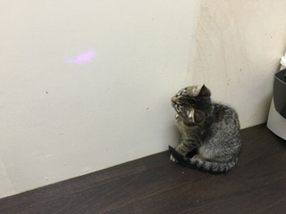 本日も登場 ザイオンくん&リリーちゃん 本日も登場 ザイオンくん&リリーちゃん