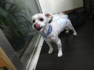 マルチーズのサムくん マルチーズのサムくん
