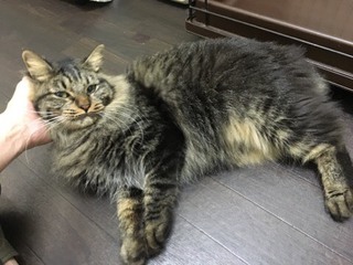 本日のにゃんちゃん 本日のにゃんちゃん