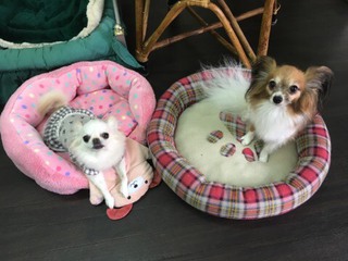 お泊りわん´Sの御報告❤ お泊りわん´Sの御報告❤