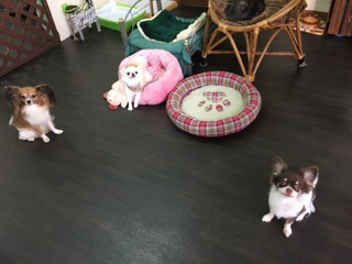 お泊りわん´Sの御報告❤ お泊りわん´Sの御報告❤
