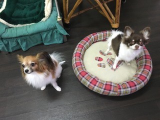 お泊りわん´Sの御報告❤ お泊りわん´Sの御報告❤