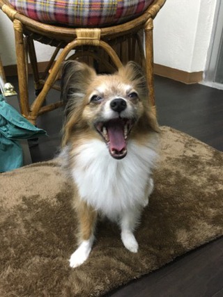 風ちゃん モアナちゃん アレッタちゃん お泊りわん´S 風ちゃん モアナちゃん アレッタちゃん お泊りわん´S