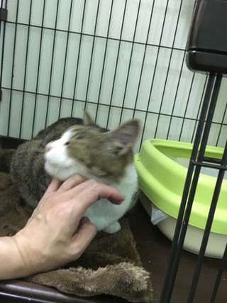 みぃーちゃん お泊りにゃんこ みぃーちゃん お泊りにゃんこ